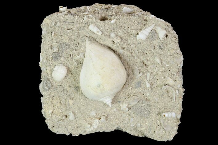 Eocene Fossil Gastropod (Sycostoma) - Damery, France #103868